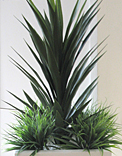 plants